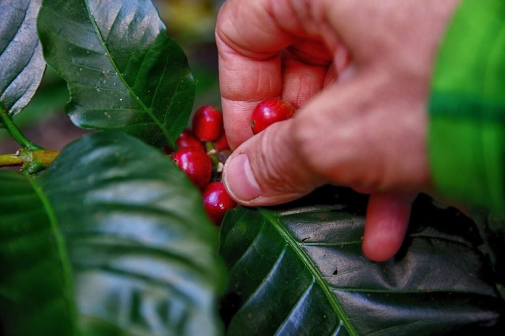 pexels-photo-1187761 Close-up of a hand picking ripe red coffee cherries from a lush green coffee plant outdoors in Thailand.