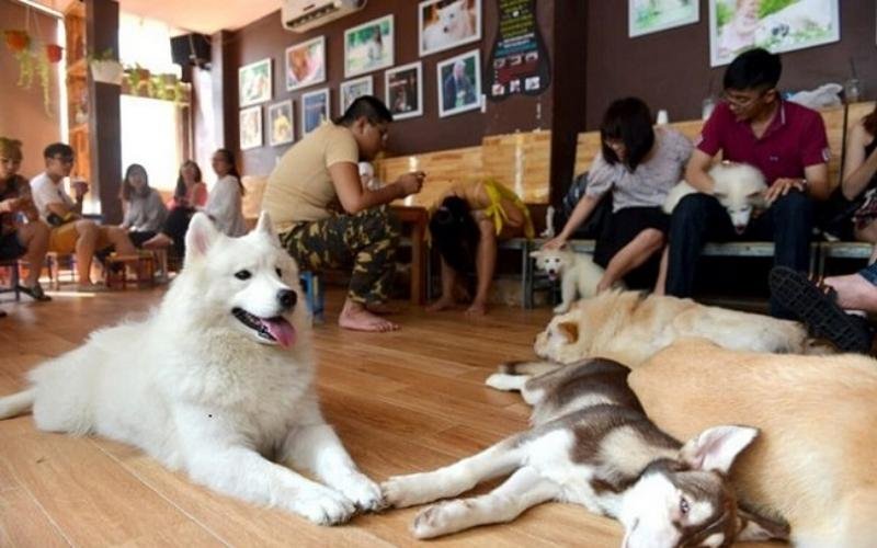 Tokyo Pet Center