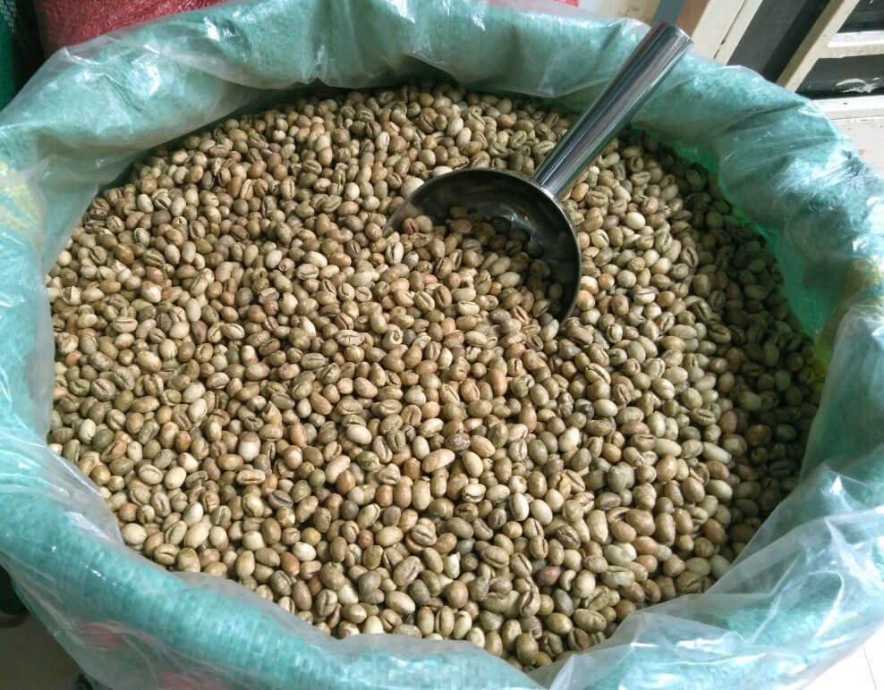 Hạt cà phê xanh trong bao lớn với muỗng kim loại, sẵn sàng cho quá trình rang xay.
